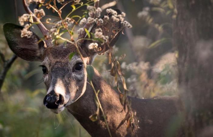 Parc Michel-Chartrand: Longueuil ottiene il permesso per la macellazione dei cervi