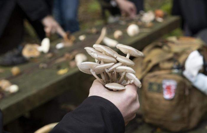 Uno sguardo ad alcune idee per una raccolta sicura dei funghi