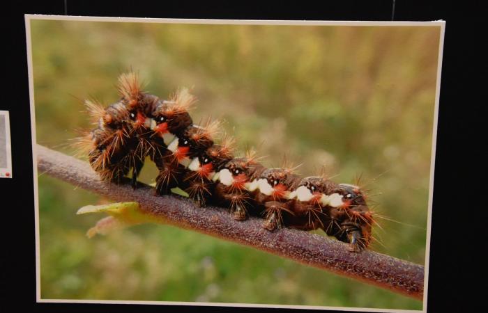 Club fotografico Varennes-le-Grand: una mostra sulla natura selvaggia da non perdere! – info-chalon.com