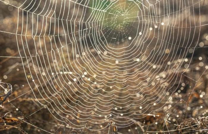 I ricercatori progettano un lanciatore di ragnatele ispirato a Spiderman