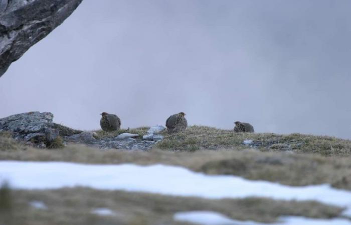 Alti Pirenei / Alta Garonna – Pernice grigia: nuova battuta d’arresto per One Voice