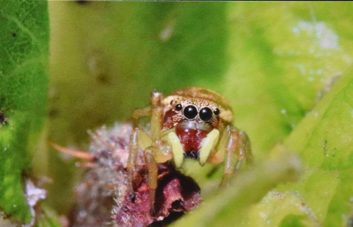 Club fotografico Varennes-le-Grand: una mostra sulla natura selvaggia da non perdere! – info-chalon.com