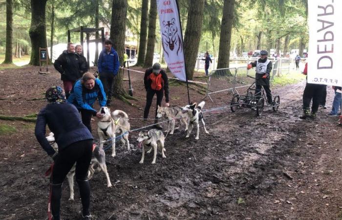 Forges-les-Eaux: corsa di cani da slitta organizzata nei boschi di Épinay