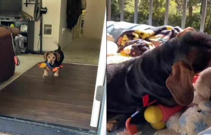 Questo bassotto vuole che i suoi animali di peluche prendano il sole al suo fianco e si assicura che non ne manchi nessuno (video)