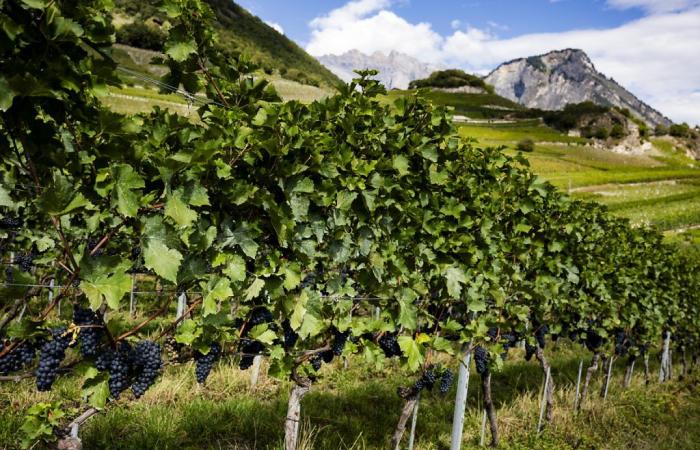 “L’ONU del vino” chiede uno sviluppo sostenibile della vite