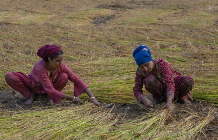 Il ritorno dell’India sul mercato del riso fa scendere i prezzi