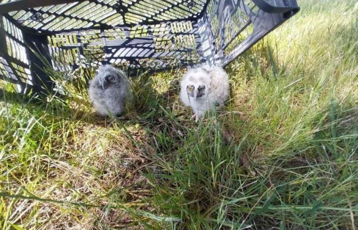 nuovo servizio regionale per la salvaguardia della fauna selvatica ⋆ Savoir Animal