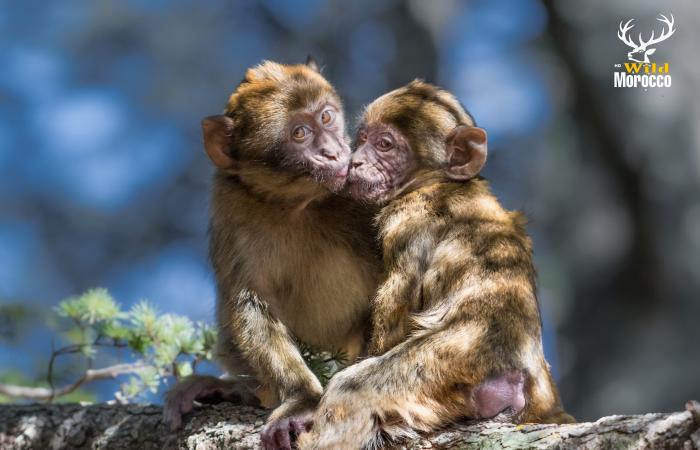 Abdelghani Mida raffigura la fauna selvatica del Marocco [Portrait]