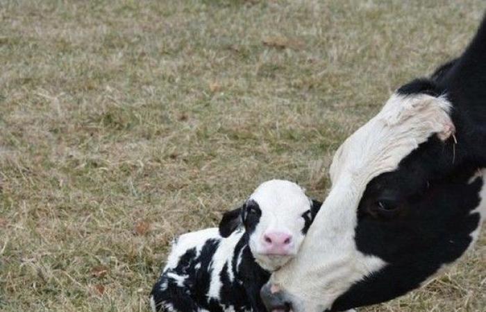 È lunedì, ecco 27 ​​splendide foto di animali