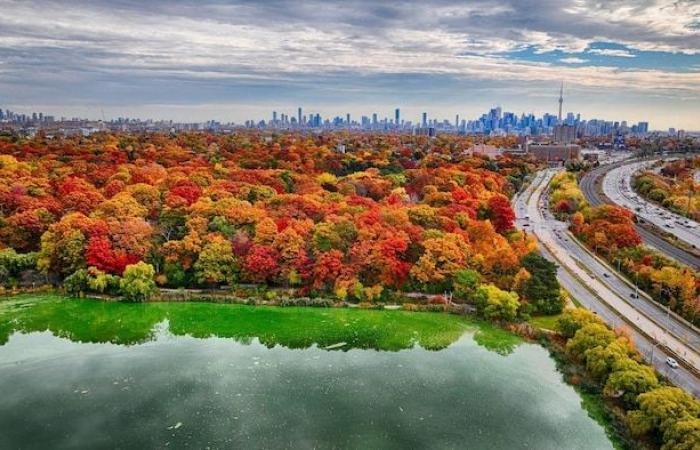 Fogliame meno vivace a causa del caldo autunno