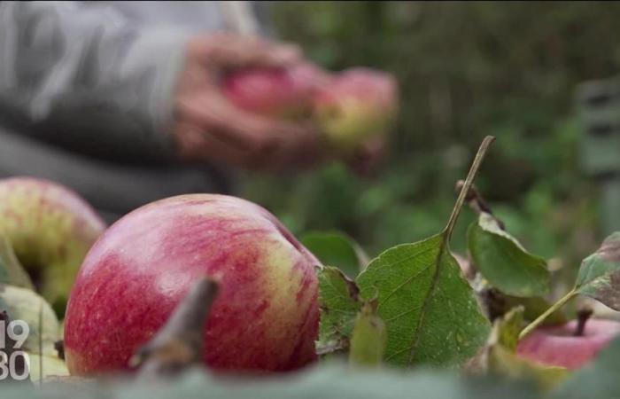 Fantastiche bistecche vegetariane, una stampa collettiva e un camaleonte gigante – rts.ch