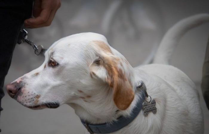 Una tassa per i proprietari di cani? La scommessa vincente della Germania: News