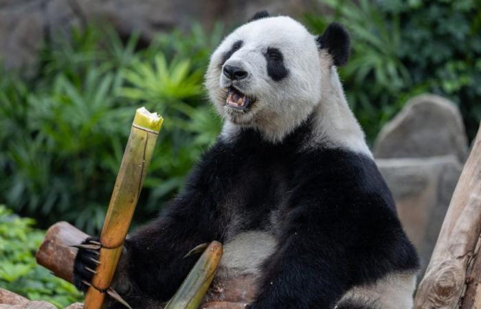 Due panda inviati dalla Cina sono in viaggio verso Washington