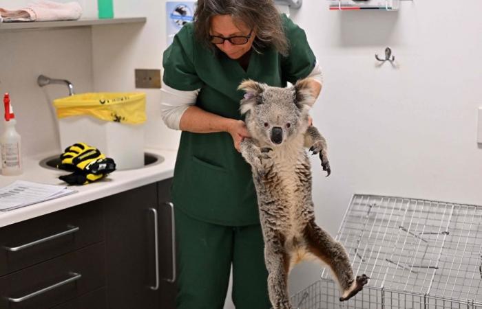 Australia | Koala minacciati dalla clamidia e dal traffico stradale