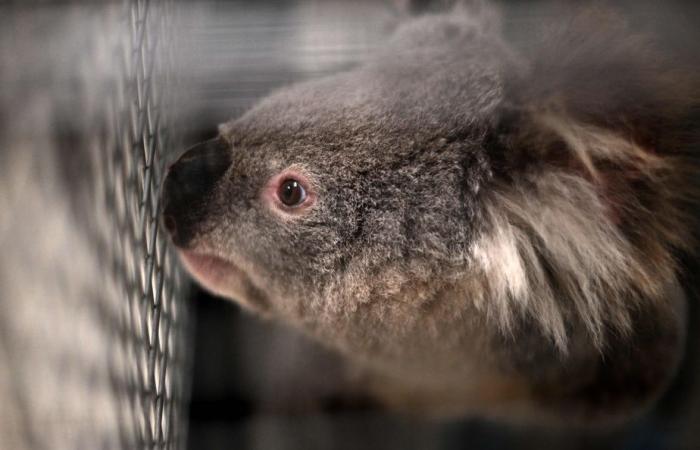 Australia | Koala minacciati dalla clamidia e dal traffico stradale