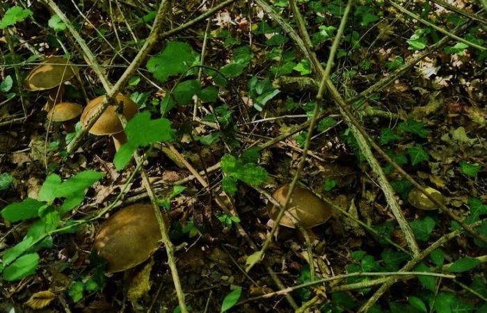 Nelle foreste del sud dell’Alta Garonna, i funghi regnano sovrani