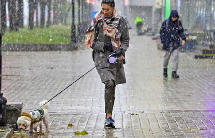 in Germania la tassa sui cani fa esplodere le entrate fiscali