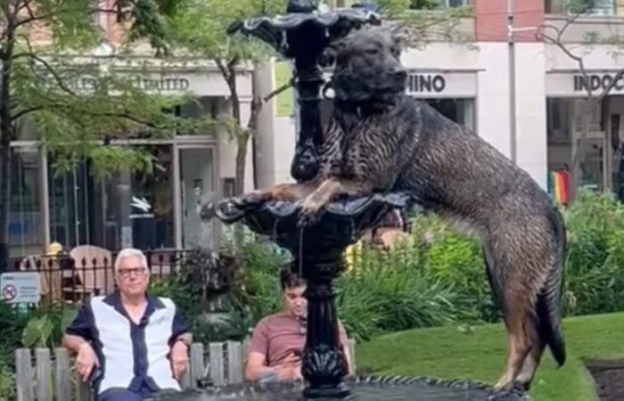 Un cane in cerca di freschezza si trasforma in statua per diventare tutt’uno con la fontana (video)