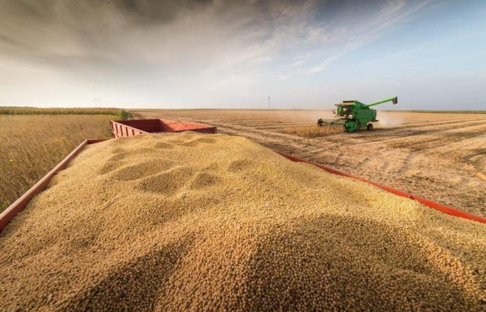 L’impennata dei prezzi del grano, quali conseguenze per il Marocco?