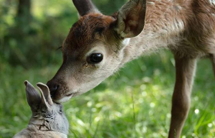 “Bambi, storia di una vita nel bosco”: racconto didattico