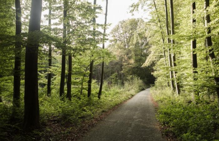 Questa domenica si celebra il Soignes Forest Day