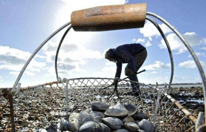 Finistère. Si avvicina l’alta marea, questi consigli prima di andare a pescare a piedi