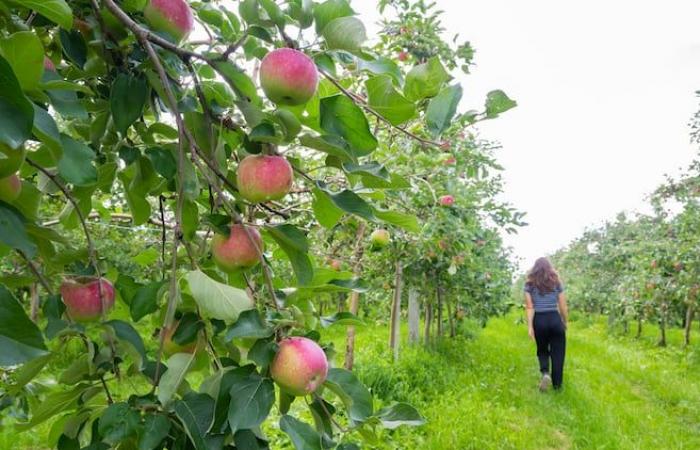 Frutteti ad alta densità… tra equilibrio e competitività