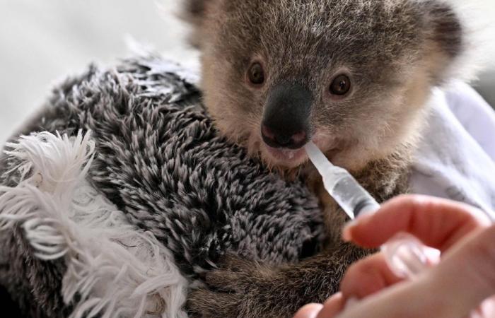 Australia | Koala minacciati dalla clamidia e dal traffico stradale