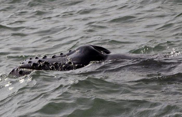 Una megattera è stata avvistata nell’estuario della Senna