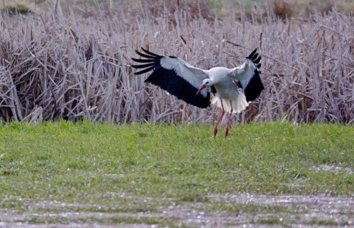 Ambiente. L’Alta Loira, futuro luogo d’asilo per le cicogne?