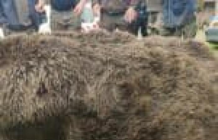 Un’impresa eccezionale: un cinghiale di 180 kg catturato durante una battuta di caccia nell’Ille-et-Vilaine