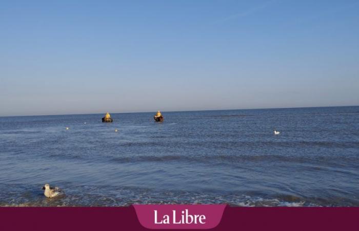 Il tonno gigante ritorna nel Mare del Nord dopo mezzo secolo