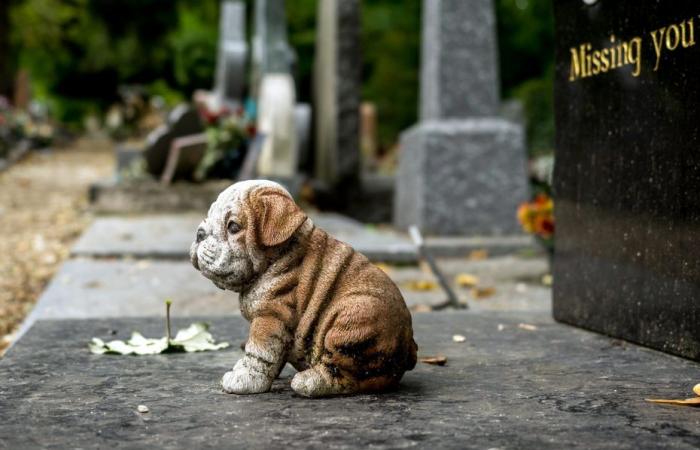 un primo cimitero di animali aprirà nell’Isère nel 2025