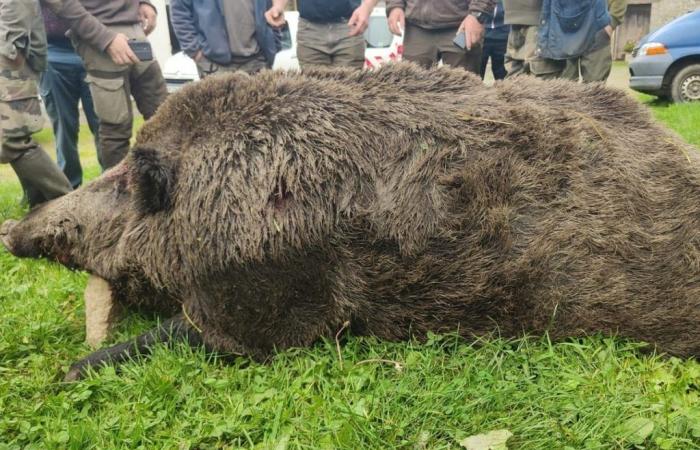 Un’impresa eccezionale: un cinghiale di 180 kg catturato durante una battuta di caccia nell’Ille-et-Vilaine