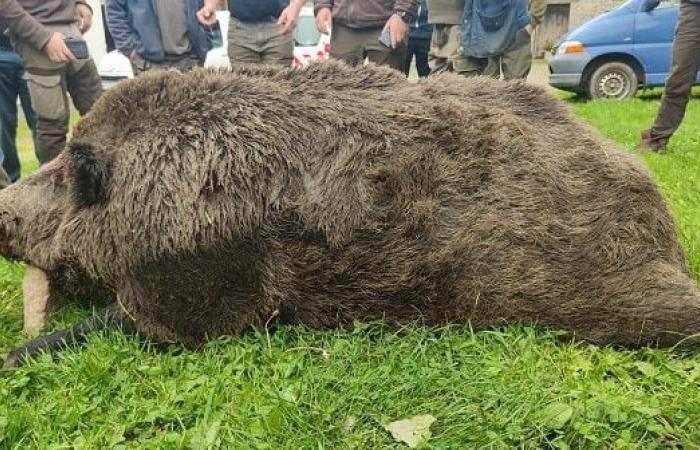 Un’impresa eccezionale: un cinghiale di 180 kg catturato durante una battuta di caccia nell’Ille-et-Vilaine