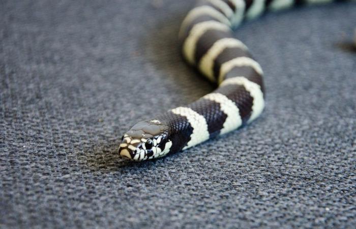 Un serpente striscia sulla panchina dei Dodgers durante una partita di baseball