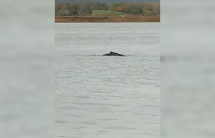 un cetaceo, probabilmente una megattera, visto nell’estuario della Senna