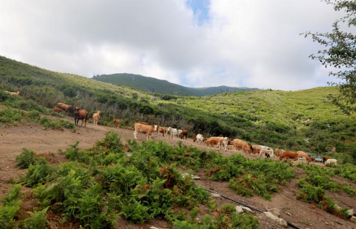 Eliminazione delle restrizioni idriche per gli agricoltori dell’Alta Corsica dopo il miglioramento delle condizioni idrologiche