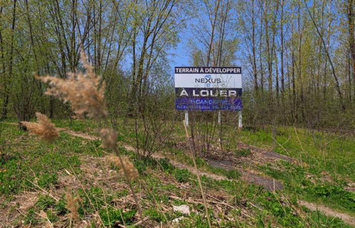 Tecnoparco | Montreal acquista terreni per 30 milioni per proteggere gli ambienti naturali