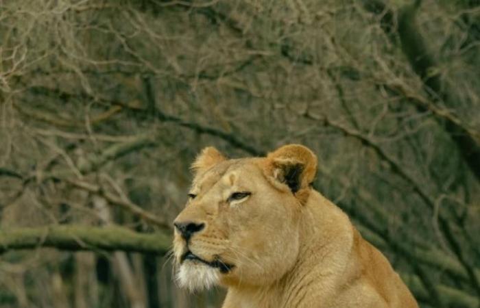 Inedito: un cucciolo di leone dell’Atlante da scoprire allo zoo di Rabat