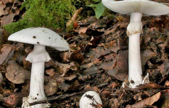 Bambini in grave pericolo dopo avvelenamento da funghi