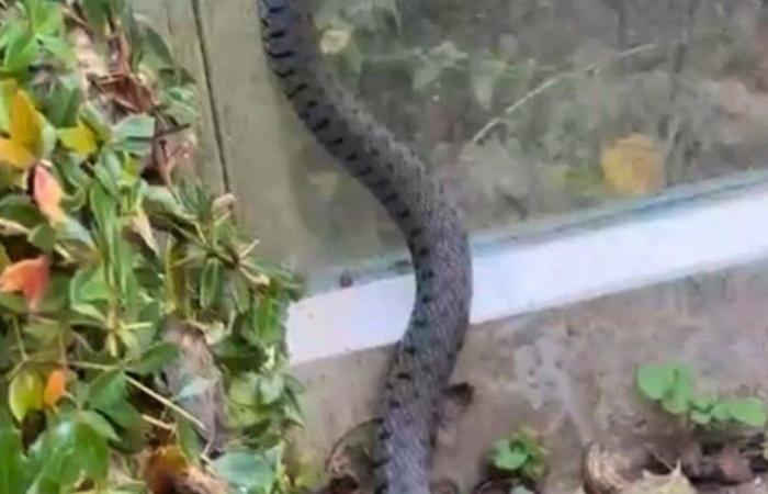 Zurigo: insegue un serpente che crede sia scappato dallo zoo