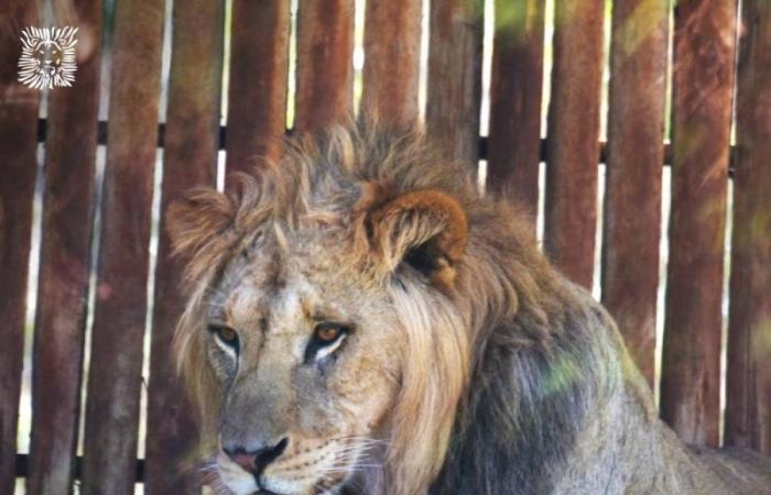 Inedito: un cucciolo di leone dell’Atlante da scoprire allo zoo di Rabat