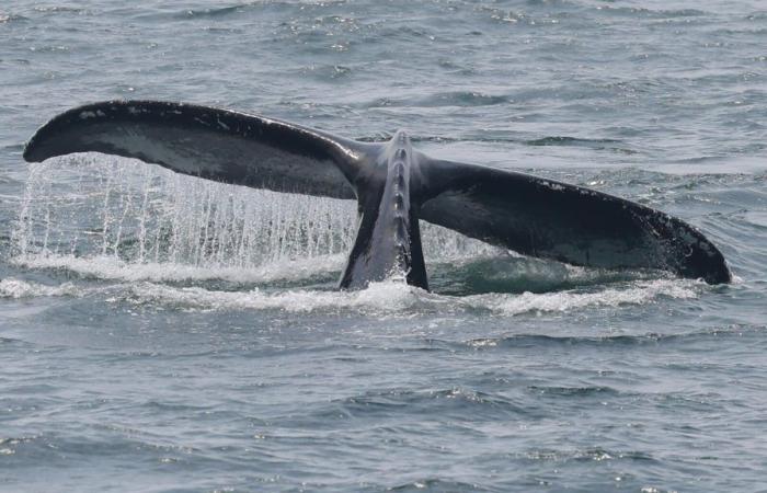 Avvistata una megattera nella Senna, la prefettura invita alla prudenza