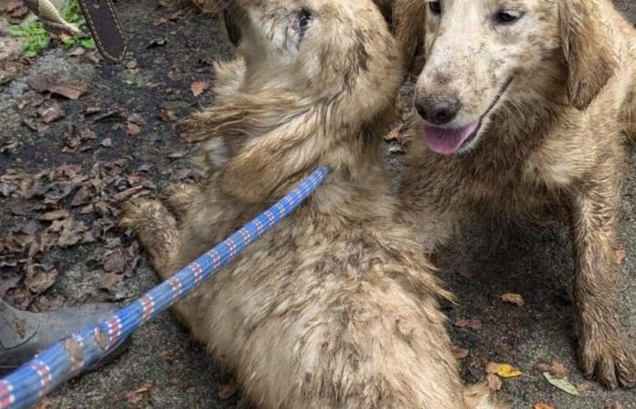 “È stato orribile! »: nel Morbihan, 72 cani maltrattati salvati da allevamenti illegali