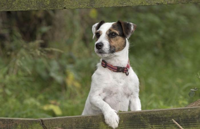 Cane incastrato in un tubo, salvato dai vigili del fuoco