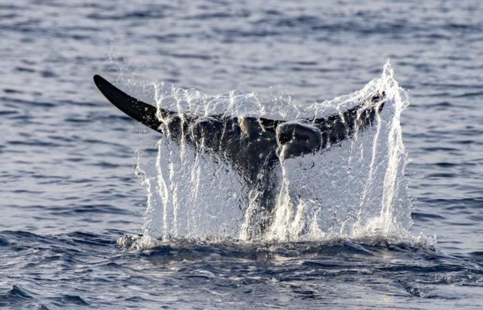 Una balena nuota nella Senna tra Rouen e Le Havre: come spiegarlo?