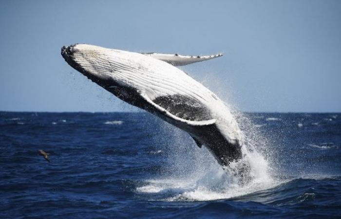 In grave pericolo, come salvare il cetaceo che si è smarrito?