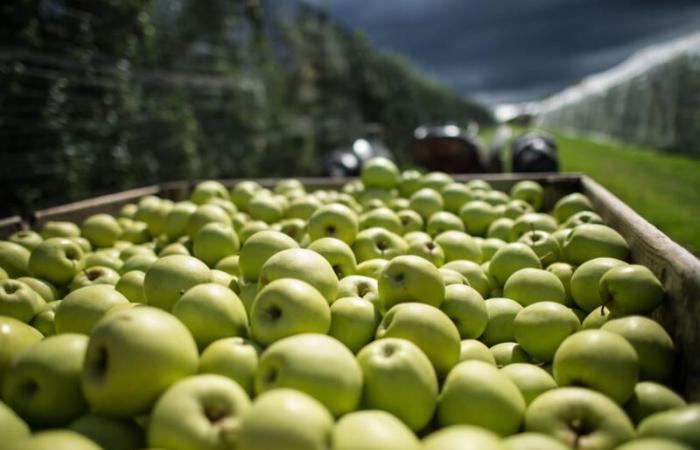 Ridurre i prezzi e combattere la speculazione ad Annaba: il dipartimento del commercio organizza il mercato delle mele