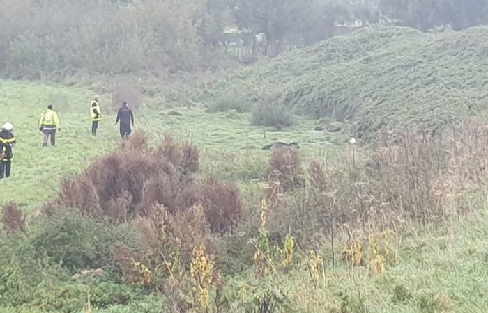 Tre vitelli bloccati nel fango in questa città della Senna Marittima